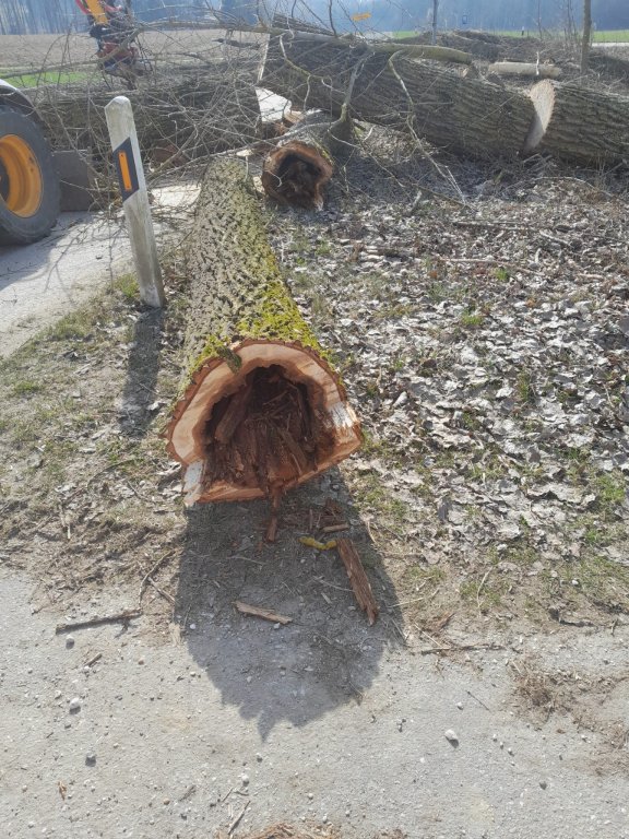 kranke Bäume in Aham gefällt